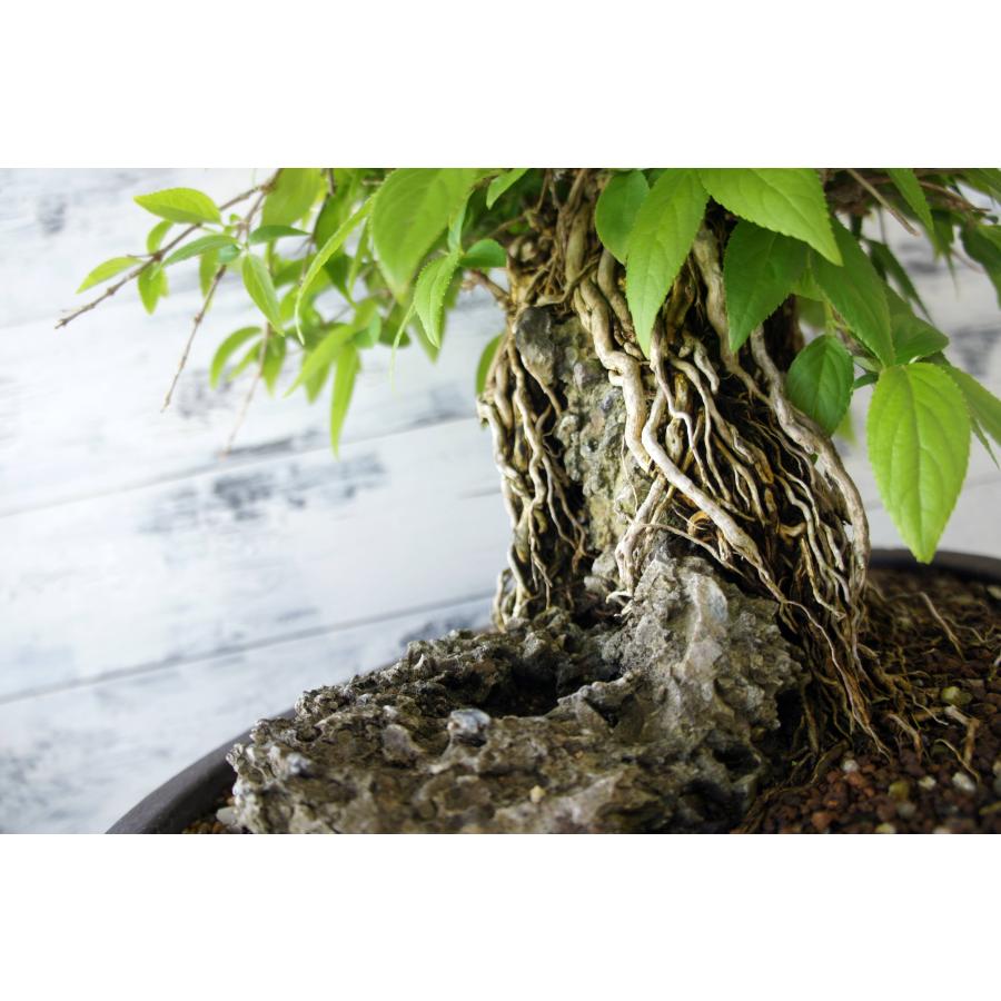 盆栽 『卯木（ウツギ） 石付き』 和風 インテリア 石 花 春 園芸