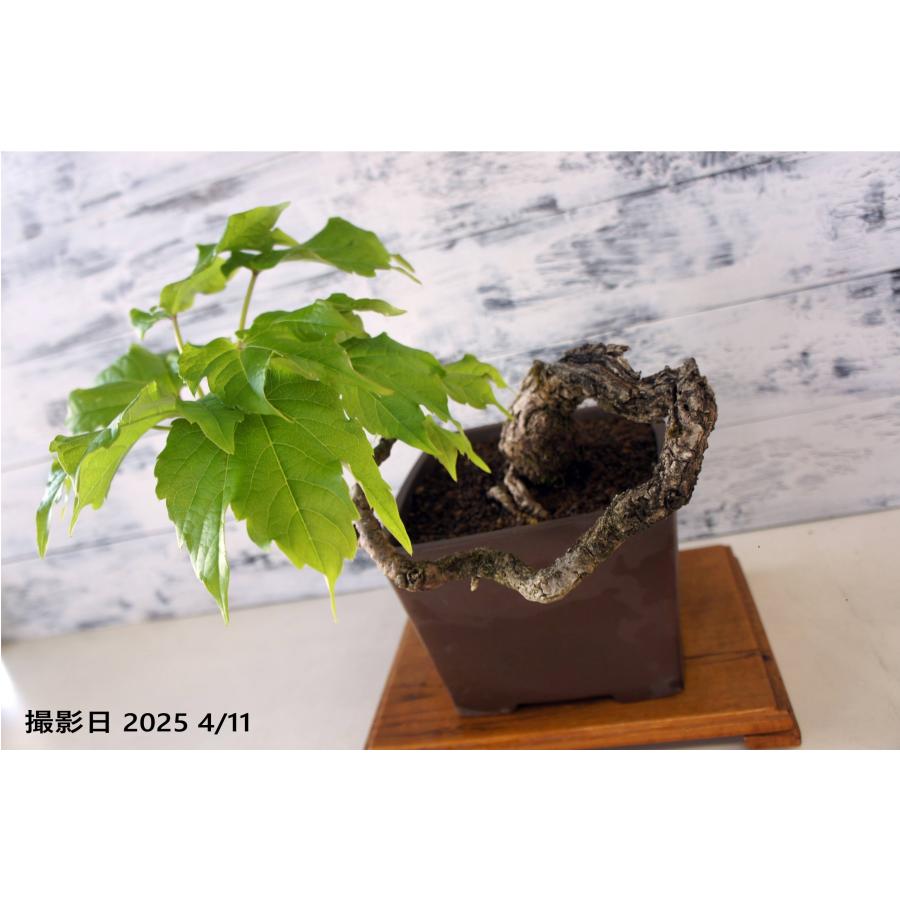 盆栽 『蔦(ツタ)』 インテリア 観葉植物 ガーデニング 園芸 アート b188 盆栽 『蔦（ツタ）』 紅葉 和風 インテリア 春 園芸 ガーデニング