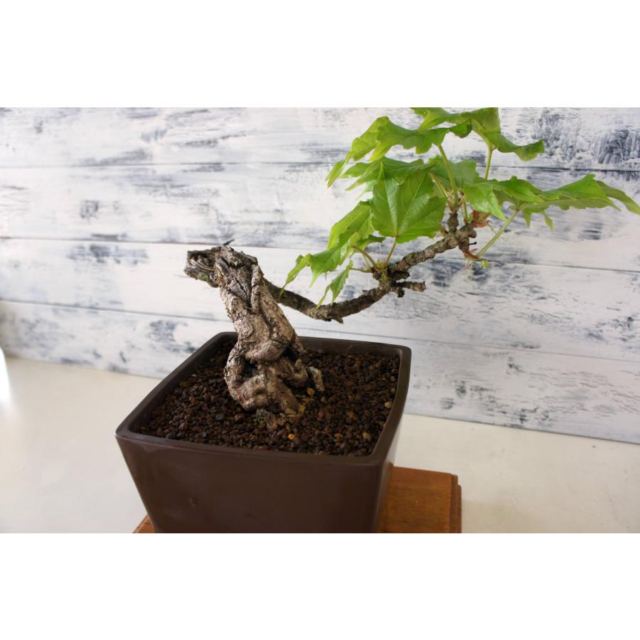 盆栽 『蔦(ツタ)』 インテリア 観葉植物 ガーデニング 送料無料 b110 盆栽 『蔦（ツタ）』 紅葉 和風 インテリア 春 園芸 ガーデニング