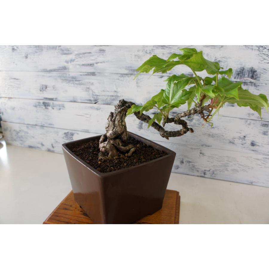 盆栽 『蔦(ツタ)』 インテリア 観葉植物 ガーデニング 送料無料 b110 盆栽 『蔦（ツタ）』 紅葉 和風 インテリア 春 園芸 ガーデニング