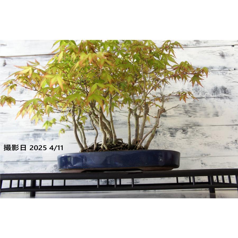 盆栽 『紅葉』 モミジ 和風 インテリア 春 園芸 ガーデニング おしゃれ