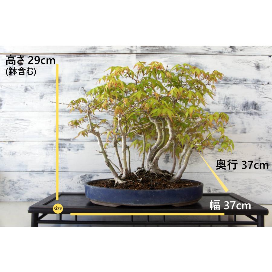 盆栽 『モミジ』 紅葉 インテリア 観葉植物 ガーデニング 送料無料 277 盆栽 『紅葉』 モミジ 和風 インテリア 春 園芸 ガーデニング おしゃれ