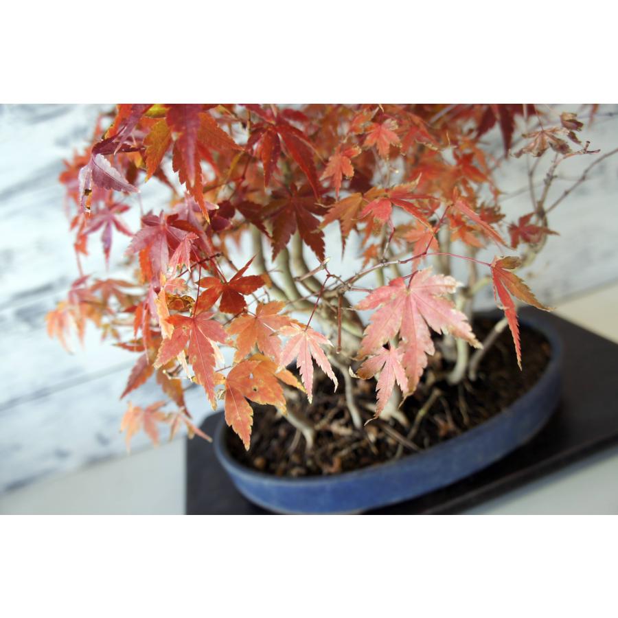 盆栽 『紅葉』 モミジ 和風 インテリア 春 園芸 ガーデニング おしゃれ