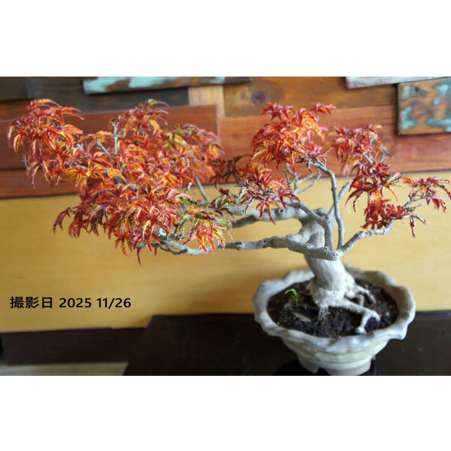 盆栽 『獅子頭（シシガシラ）』 紅葉 モミジ 和風 インテリア 園芸