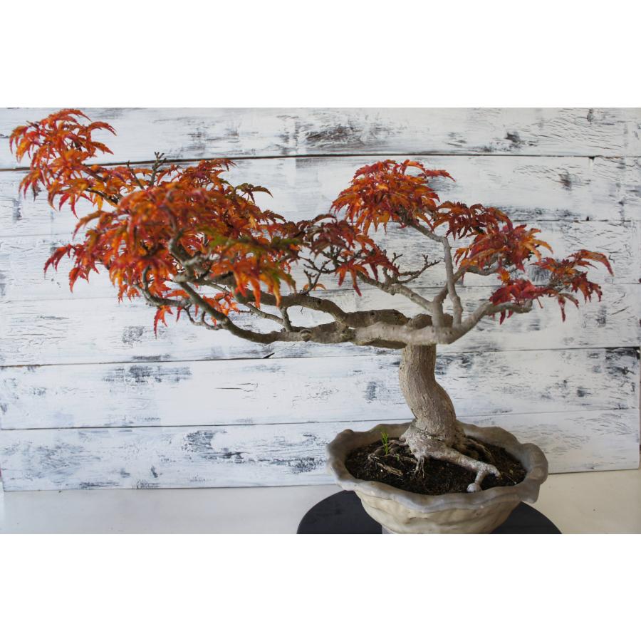 盆栽 『獅子頭（シシガシラ）』 紅葉 モミジ 和風 インテリア 園芸 ガーデニング おしゃれ オブジェ  観葉植物 b117_3
