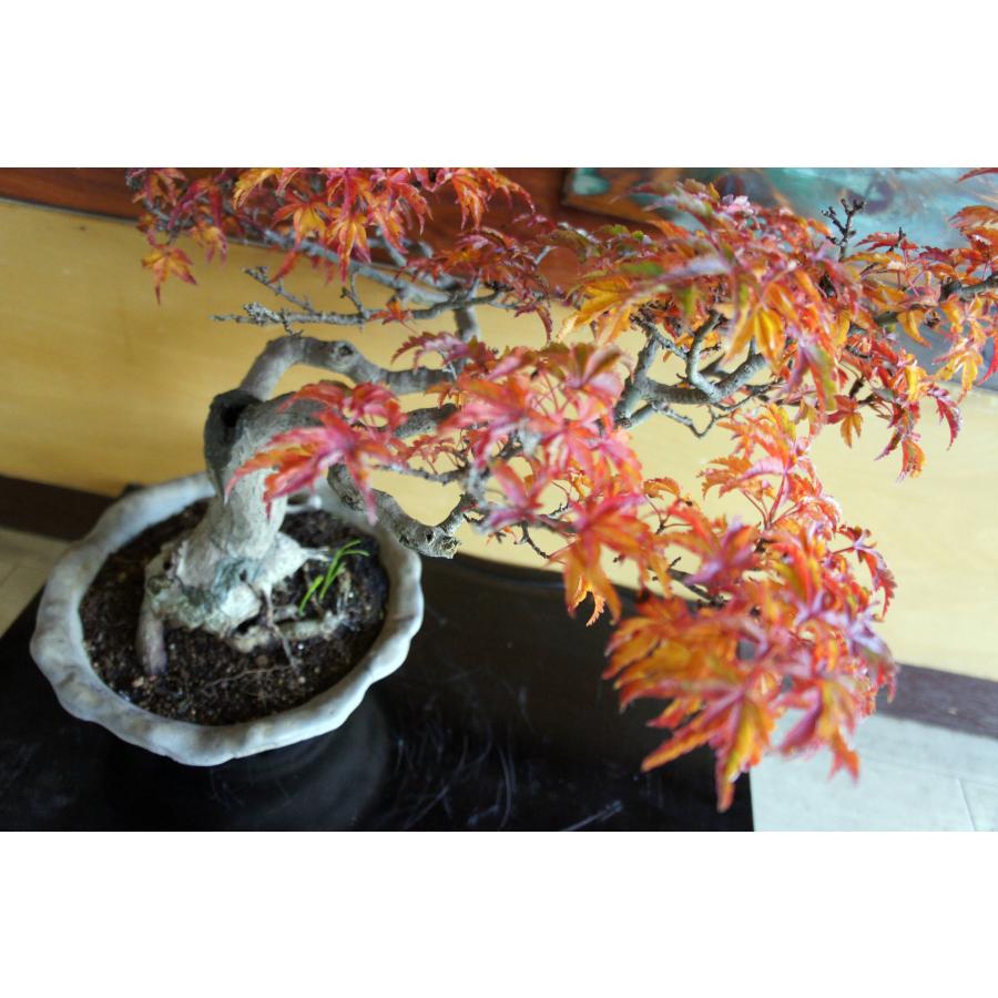 盆栽 『獅子頭（シシガシラ）』 紅葉 モミジ 和風 インテリア 園芸 ガーデニング おしゃれ オブジェ  観葉植物 b117_6