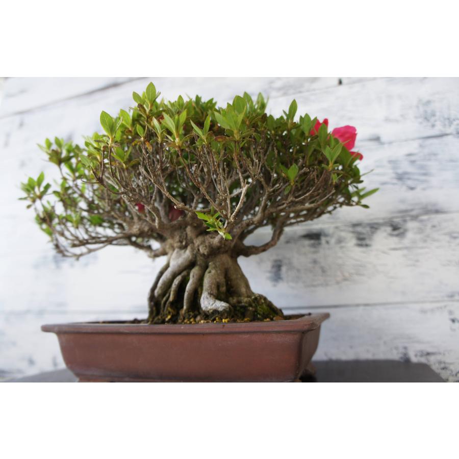 盆栽 『サツキ(珍山)』 花 インテリア 観葉植物 送料無料 b118 盆栽 『サツキ（珍山）』 花 和風 インテリア 春 園芸 ガーデニング