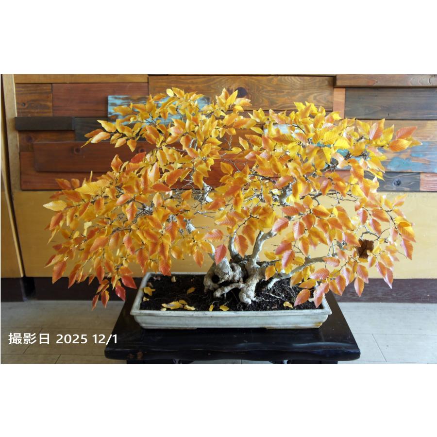盆栽 『ブナ』 和風 インテリア 苔 紅葉 園芸 ガーデニング オブジェ