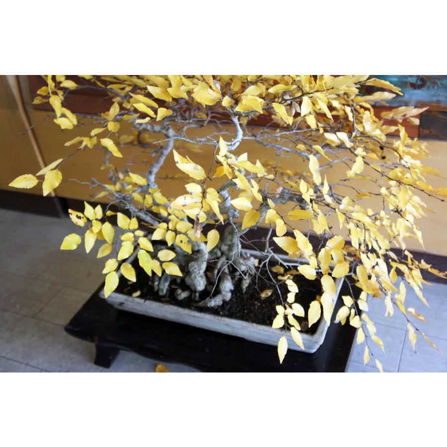 盆栽 『ブナ』 和風 インテリア 苔 紅葉 園芸 ガーデニング オブジェ