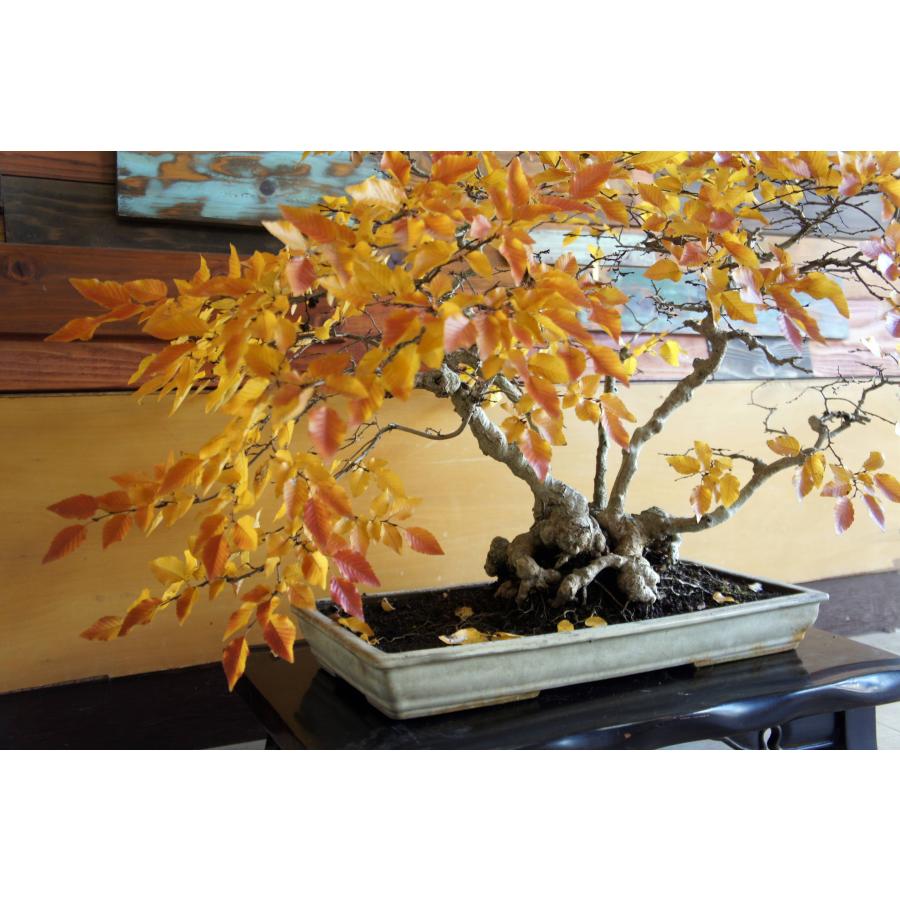 盆栽 『ブナ』 和風 インテリア 苔 紅葉 園芸 ガーデニング オブジェ