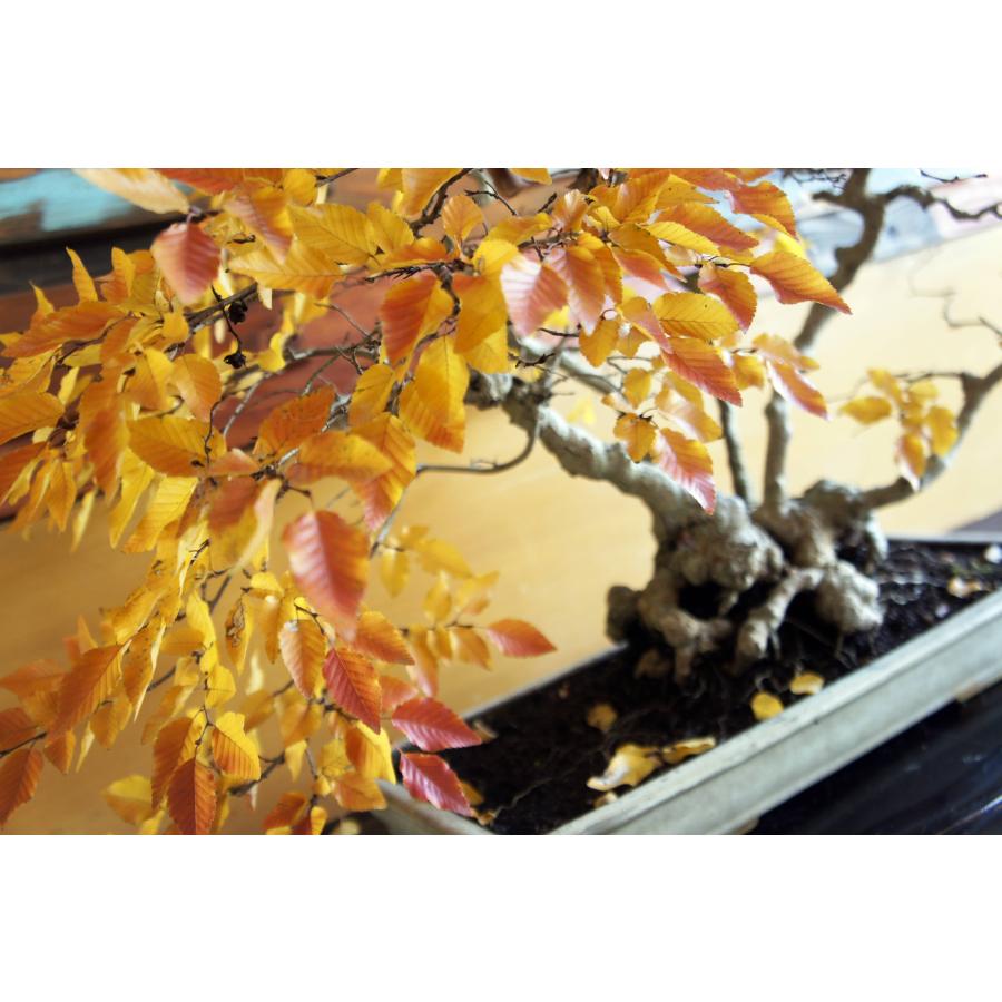 盆栽 『ブナ』 和風 インテリア 苔 紅葉 園芸 ガーデニング オブジェ