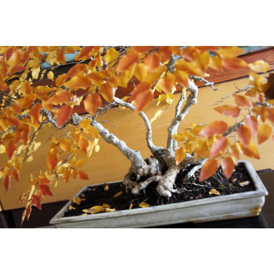 盆栽 『ブナ』 和風 インテリア 苔 紅葉 園芸 ガーデニング オブジェ