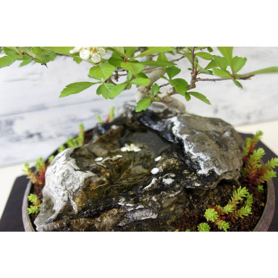 盆栽 『サンザシ 石付き』 石 インテリア 観葉植物 園芸 送料無料 b123 盆栽 『サンザシ 石付き』 和風 インテリア 石 花 園芸 ガーデニング