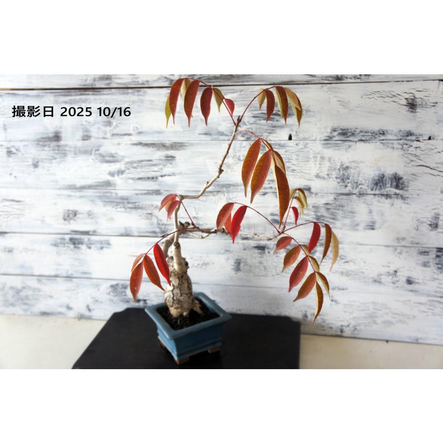 盆栽 『櫨（ハゼ）』 紅葉 和風 インテリア 園芸 ガーデニング