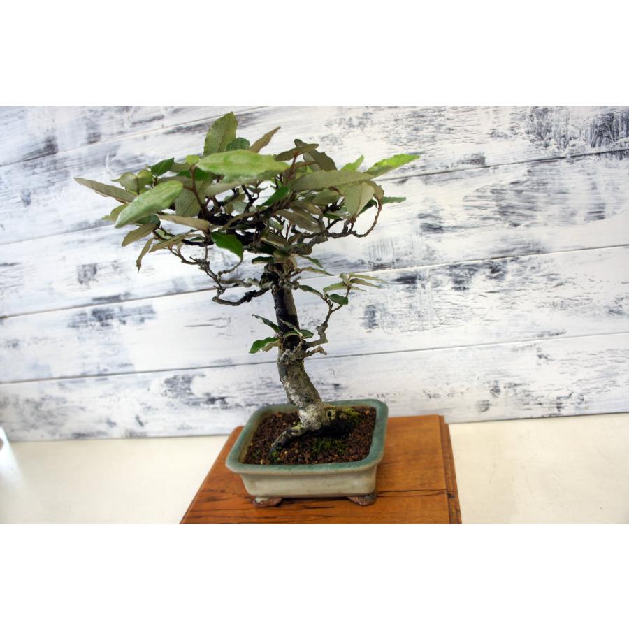 盆栽 『グミ』 和風 インテリア 園芸 ガーデニング オブジェ 観葉植物