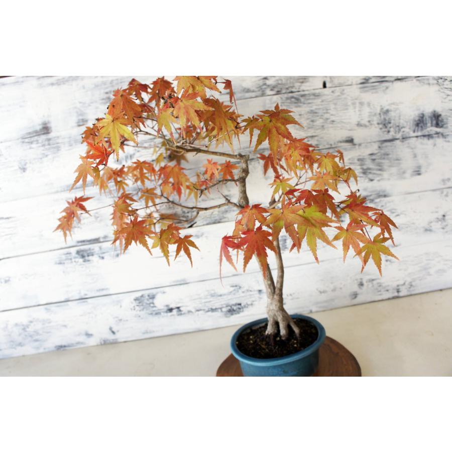 盆栽 『紅葉』 モミジ 和風 インテリア 春 園芸 ガーデニング オブジェ