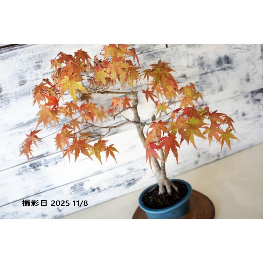盆栽 『紅葉』 モミジ 和風 インテリア 春 園芸 ガーデニング オブジェ