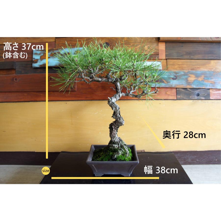 盆栽 『黒松』 和風 インテリア 松 園芸 ガーデニング オブジェ 観葉植物  b144_1