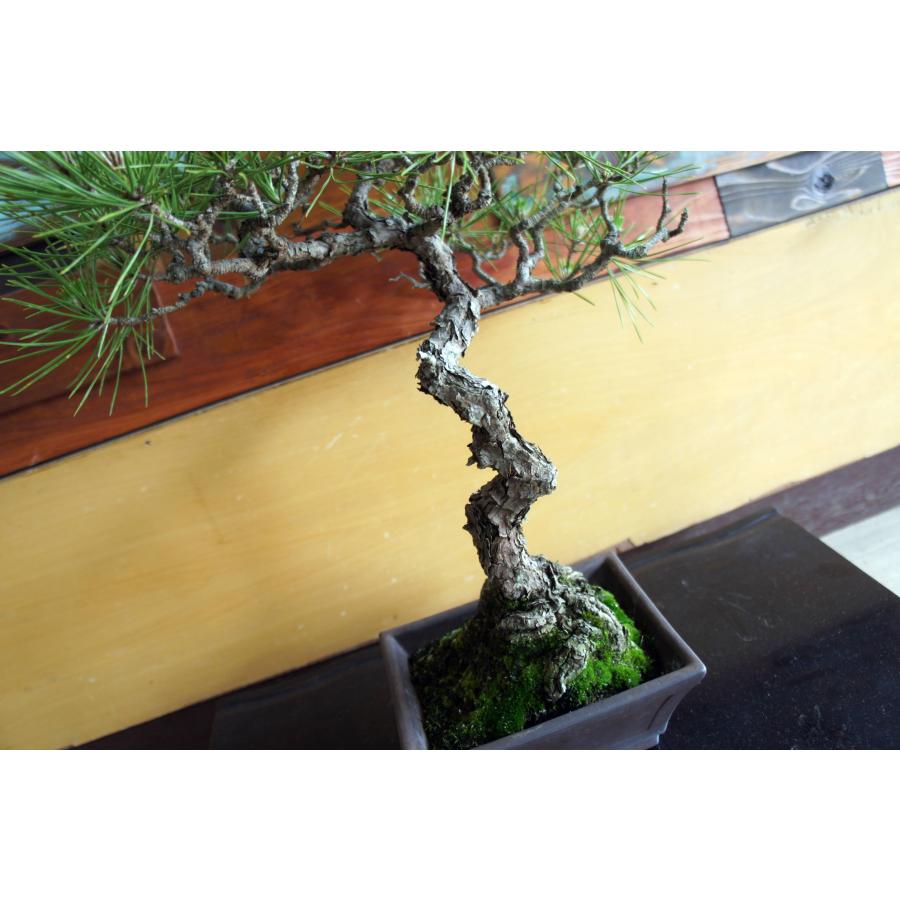 盆栽 『黒松』 和風 インテリア 松 園芸 ガーデニング オブジェ 観葉植物  b144_2