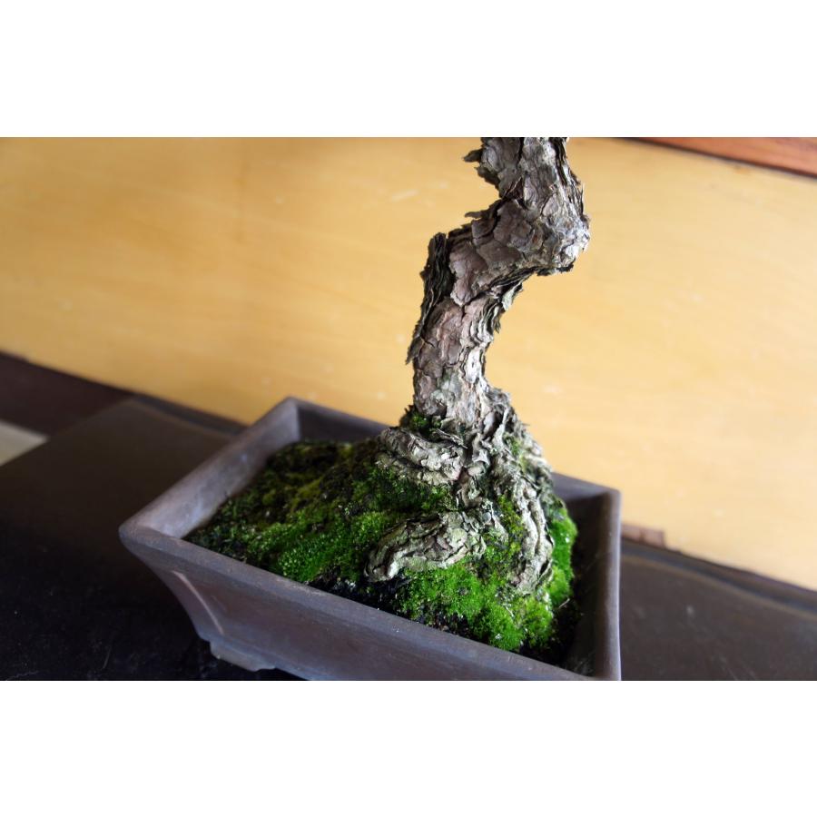 盆栽 『黒松』 和風 インテリア 松 園芸 ガーデニング オブジェ 観葉植物  b144_3