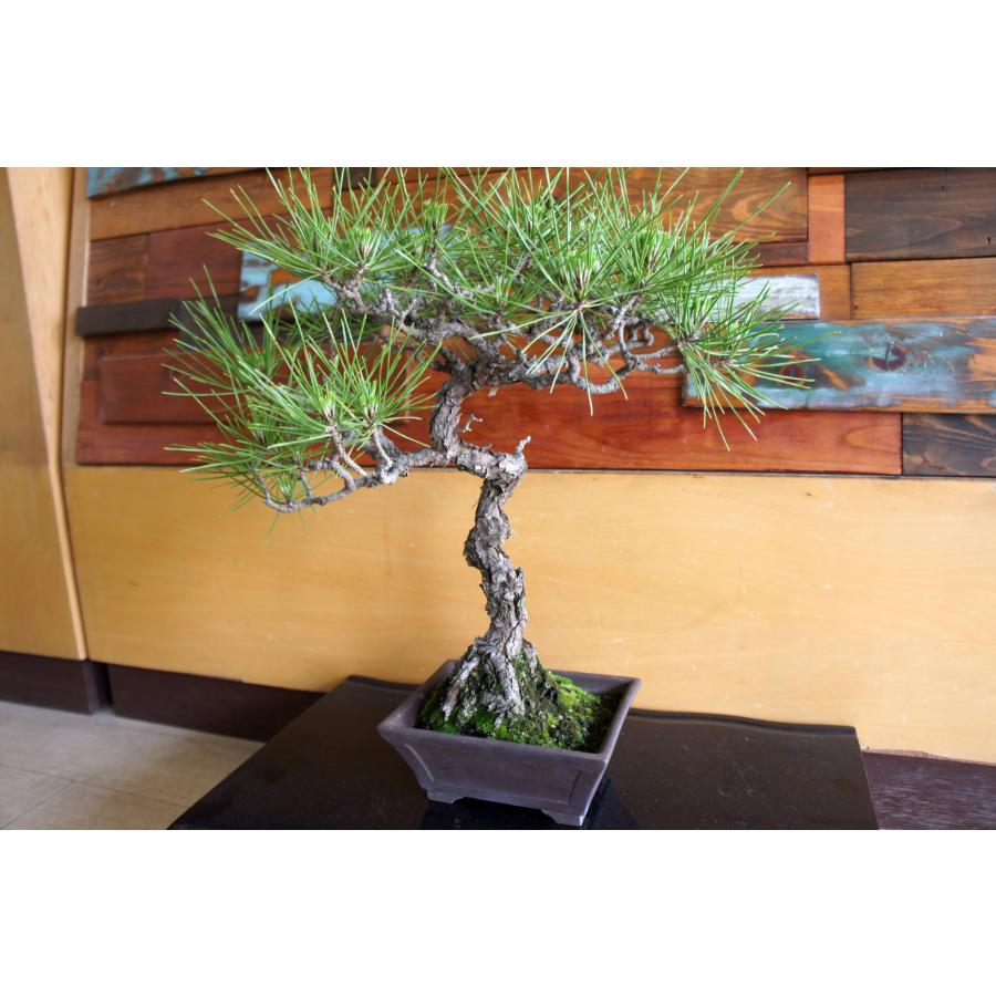 盆栽 『黒松』 和風 インテリア 松 園芸 ガーデニング オブジェ 観葉植物  b144_4