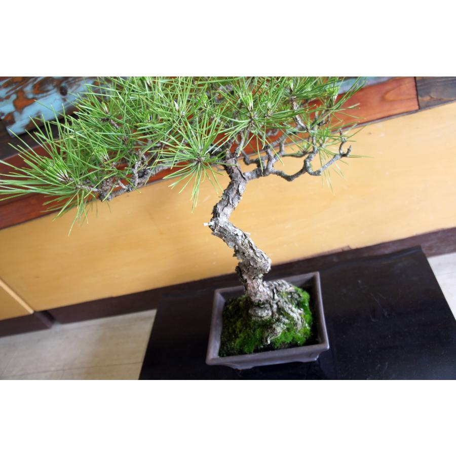 盆栽 『黒松』 和風 インテリア 松 園芸 ガーデニング オブジェ 観葉植物  b144_5