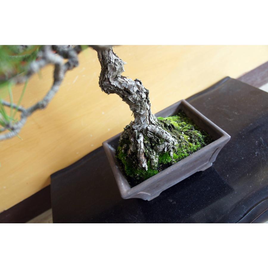 盆栽 『黒松』 和風 インテリア 松 園芸 ガーデニング オブジェ 観葉植物  b144_6