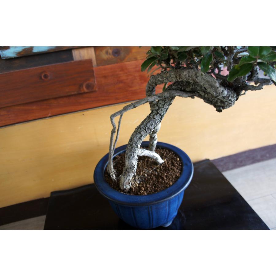 盆栽 『グミ』 和風 インテリア 園芸 ガーデニング オブジェ 観葉植物