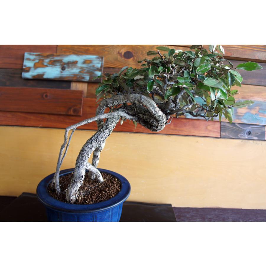盆栽 『グミ』 和風 インテリア 園芸 ガーデニング オブジェ 観葉植物