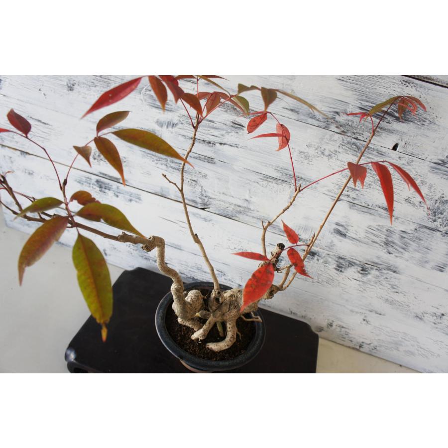 盆栽 『ハゼ』 紅葉 インテリア 観葉植物 ガーデニング 送料無料 b127 盆栽 『ハゼ』 紅葉 和風 インテリア 園芸 ガーデニング オブジェ 観葉