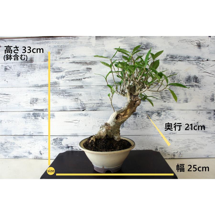 盆栽 『クチナシ』 和風 インテリア 園芸 花 ガーデニング オブジェ