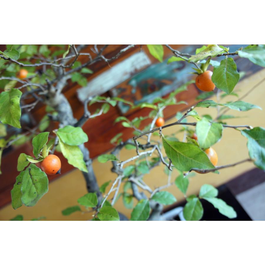 盆栽 『次郎柿』 ジロウガキ 実 和風 インテリア 園芸 花 ガーデニング