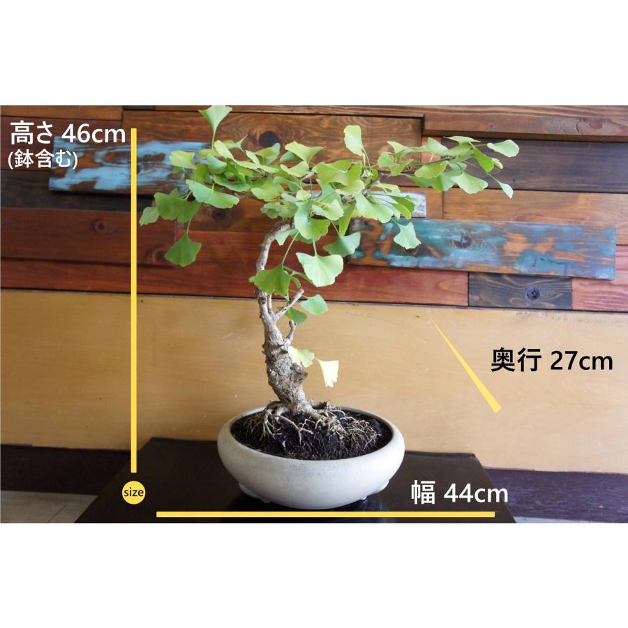 盆栽 『イチョウ』 紅葉 インテリア 観葉植物 ガーデニング 送料無料 b185 盆栽 『イチョウ』 銀杏 和風 インテリア 春 秋 紅葉 園芸