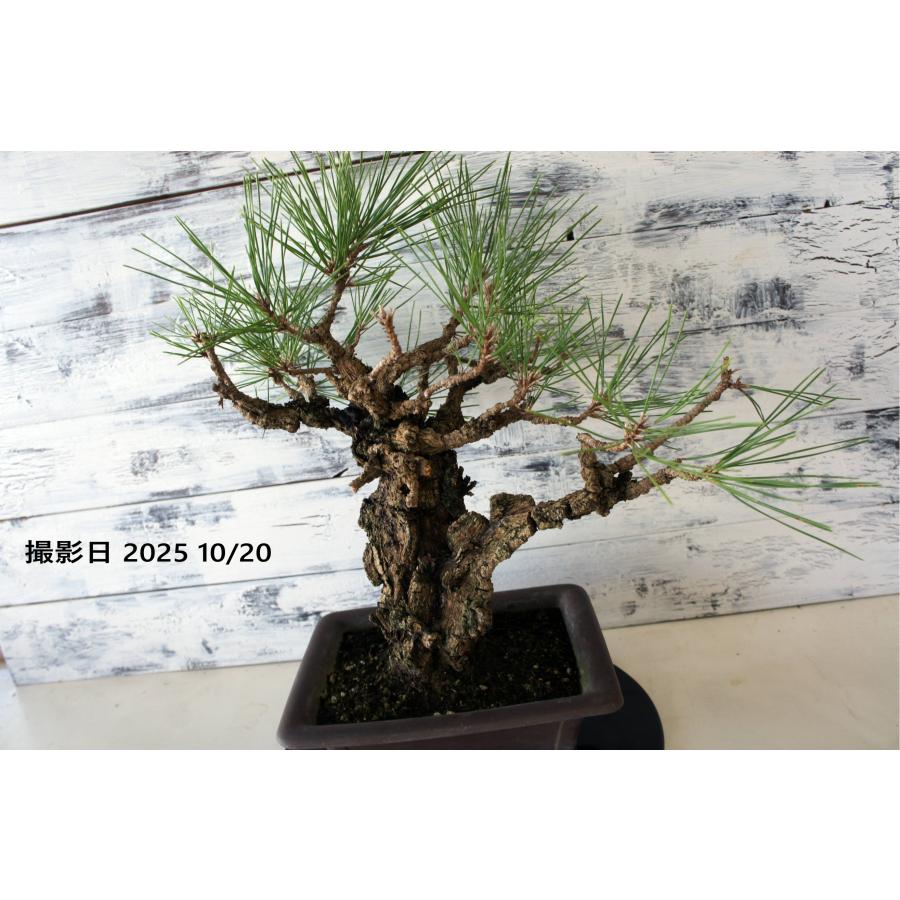 盆栽 『黒松』 和風 インテリア 観葉植物 園芸 オブジェ 送料無料 b293 盆栽 『黒松』 和風 正月 インテリア 松 園芸 ガーデニング オブジェ