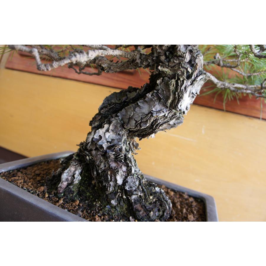 盆栽 『黒松』 和風 インテリア 松 園芸 ガーデニング オブジェ 観葉