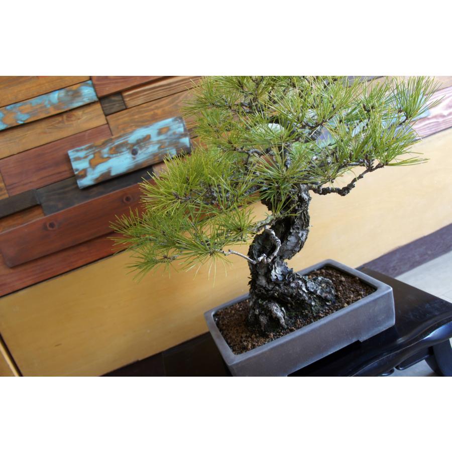 盆栽 『黒松』 インテリア 観葉植物 園芸 ガーデニング 送料無料 b144 盆栽 『黒松』 和風 インテリア 松 園芸 ガーデニング オブジェ 観葉