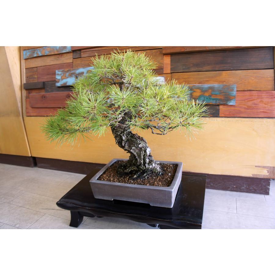 盆栽 『黒松』 和風 インテリア 観葉植物 園芸 オブジェ 送料無料 b074 盆栽 『黒松』 和風 インテリア 松 園芸 ガーデニング オブジェ 観葉