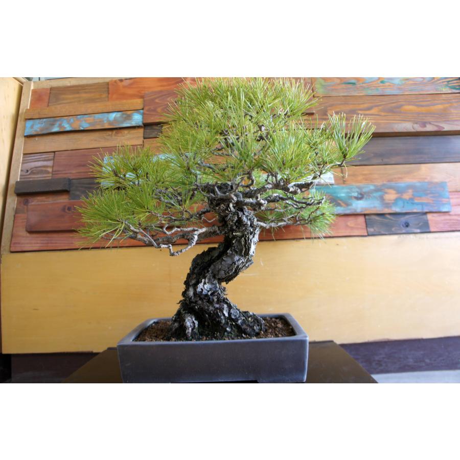 盆栽 『ザクロ』 和風 インテリア 観葉植物 園芸 オブジェ 送料無料 b136 盆栽 『黒松』 和風 インテリア 松 園芸 ガーデニング オブジェ 観葉