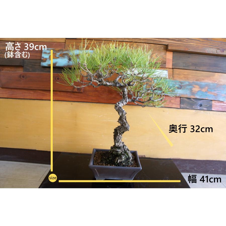 盆栽 『赤松』 和風 インテリア 松 園芸 ガーデニング オブジェ 観葉