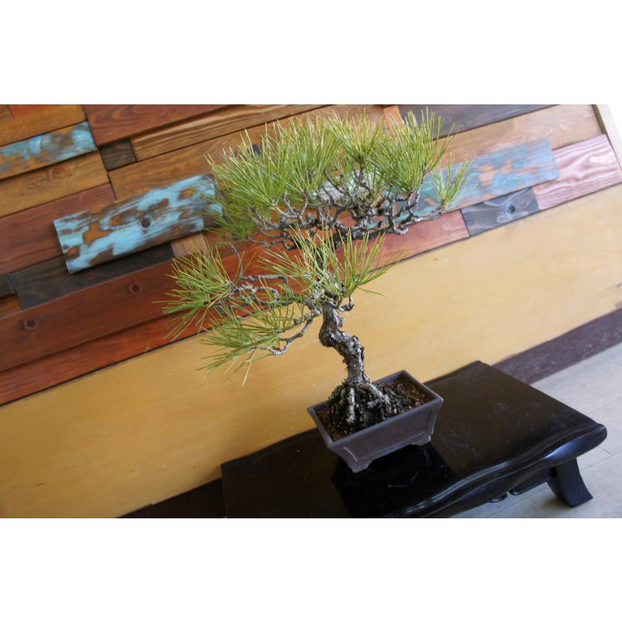 盆栽 『赤松』 和風 インテリア 観葉植物 ガーデニング 送料無料 b066 盆栽 『赤松』 和風 インテリア 園芸 ガーデニング 雑貨 オブジェ 和の