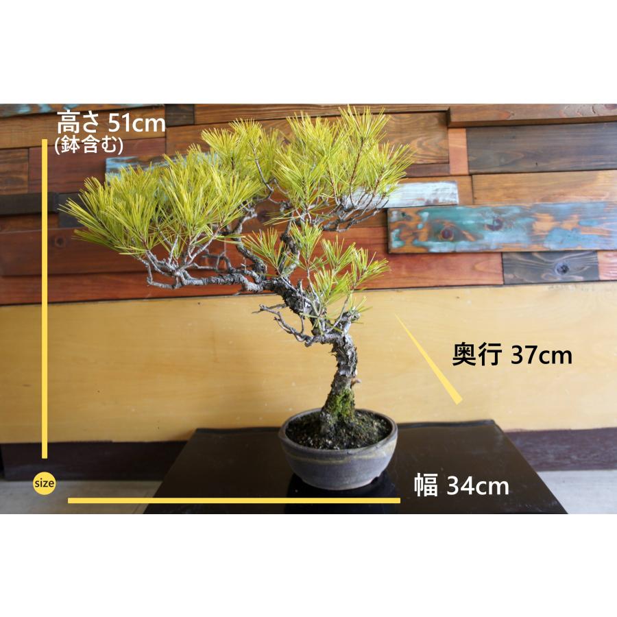 盆栽 『赤松』 和風 インテリア 観葉植物 ガーデニング 送料無料 b066 盆栽 『赤松』 和風 インテリア 松 園芸 ガーデニング オブジェ 観葉