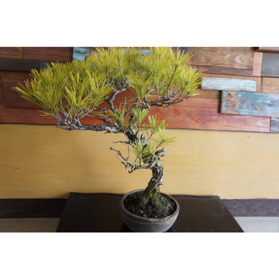 盆栽 『赤松』 和風 インテリア 観葉植物 ガーデニング 送料無料 b066 盆栽 『赤松』 和風 インテリア 松 園芸 ガーデニング オブジェ 観葉