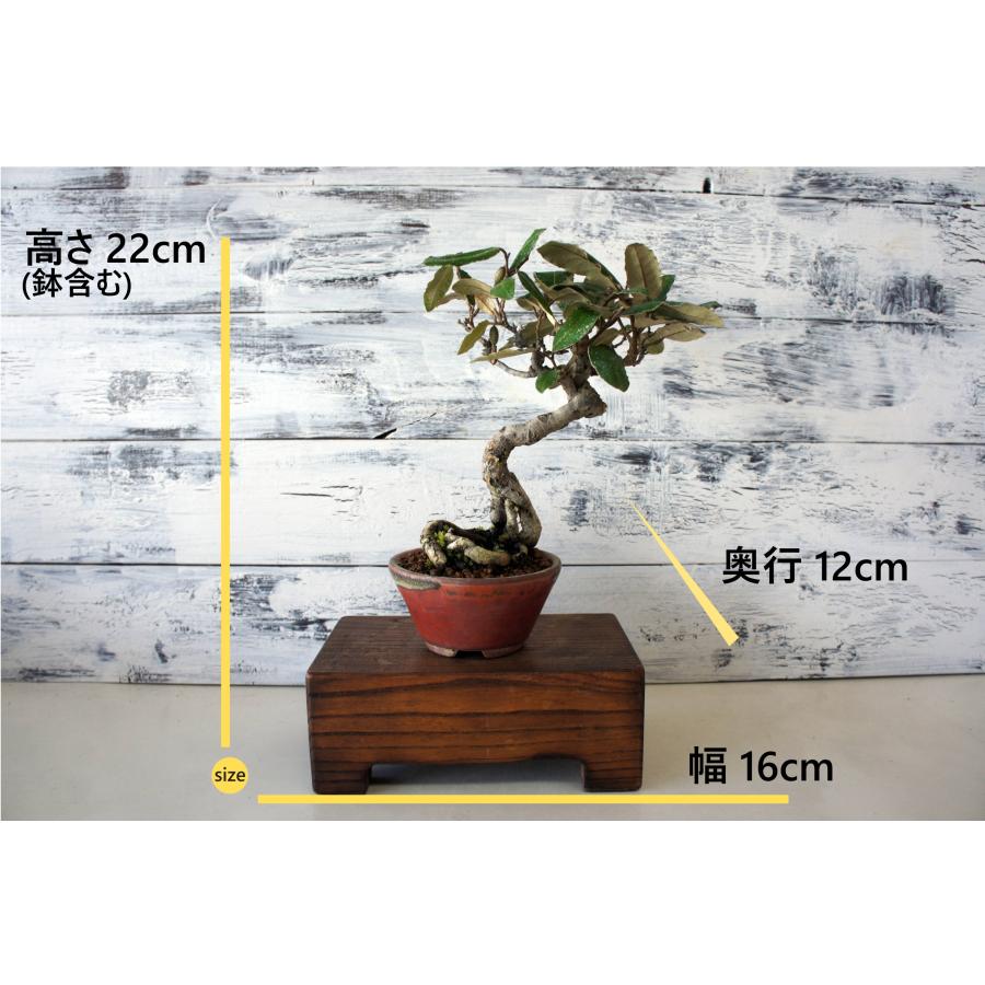 盆栽 『グミ』 和風 インテリア 園芸 ガーデニング オブジェ 観葉植物