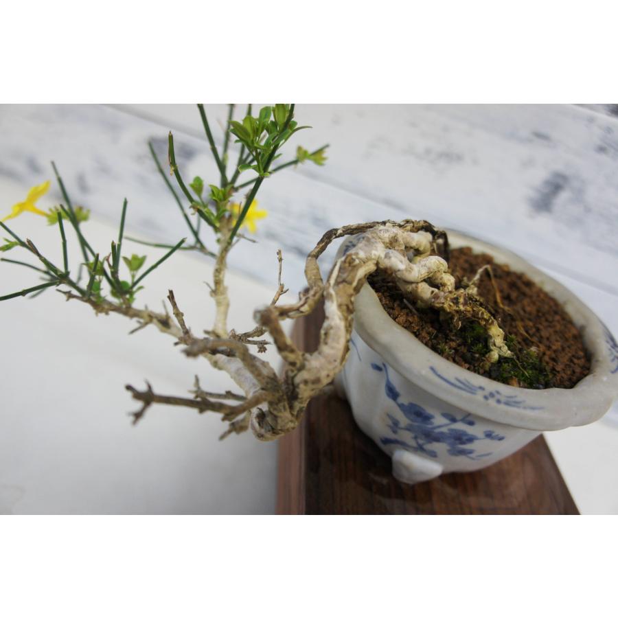 盆栽 『黄梅』 和風 インテリア 観葉植物 園芸 オブジェ 送料無料 b079 盆栽 『黄梅』 和風 インテリア 花 春 園芸 ガーデニング おしゃれ