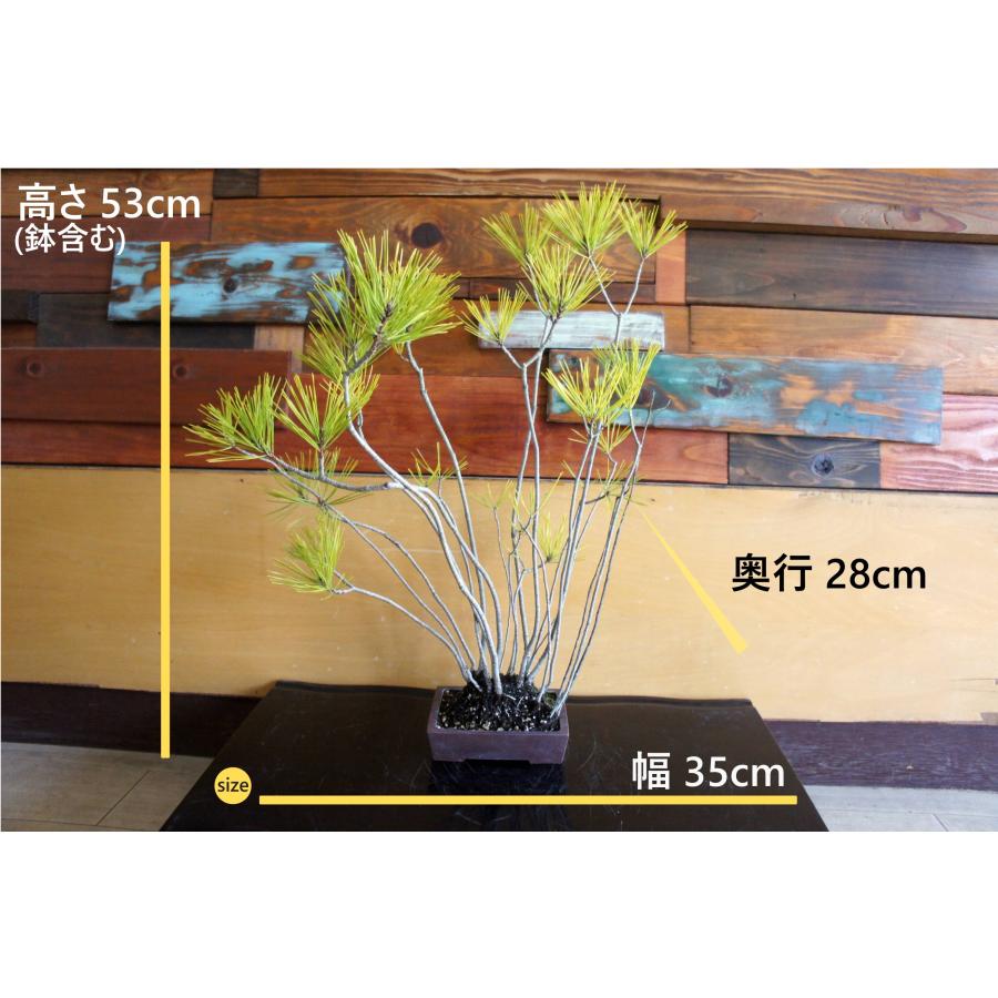 盆栽 『赤松』 和風 インテリア 観葉植物 園芸 オブジェ 送料無料 b294 盆栽 『赤松』 和風 インテリア 松 園芸 ガーデニング オブジェ 観葉