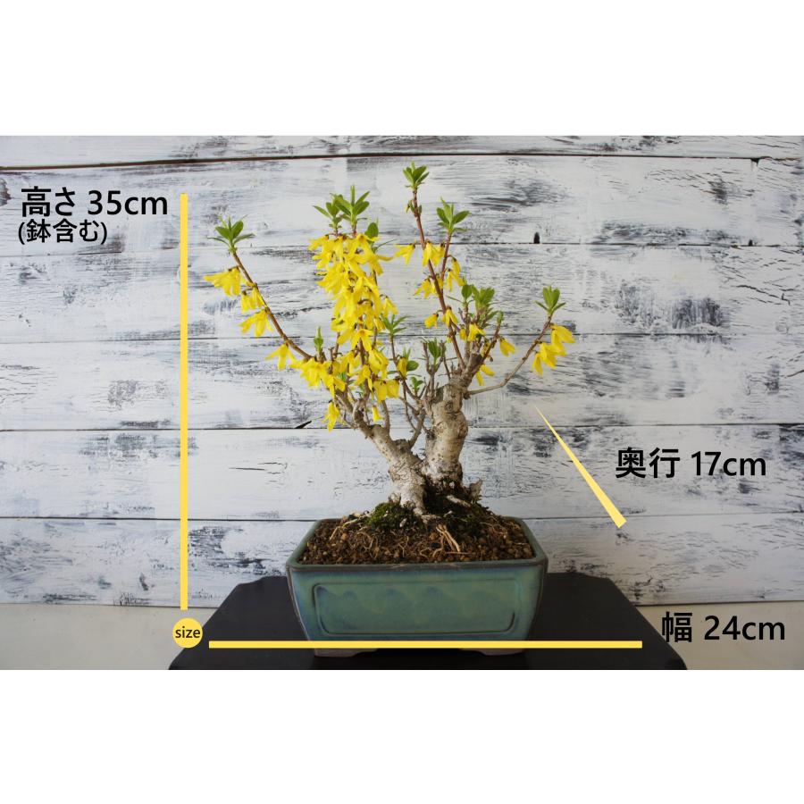 盆栽 『蝋梅』 和風 インテリア 観葉植物 花 オブジェ 送料無料 b208 盆栽 『蝋梅』 和風 インテリア 花 春 園芸 ガーデニング おしゃれ