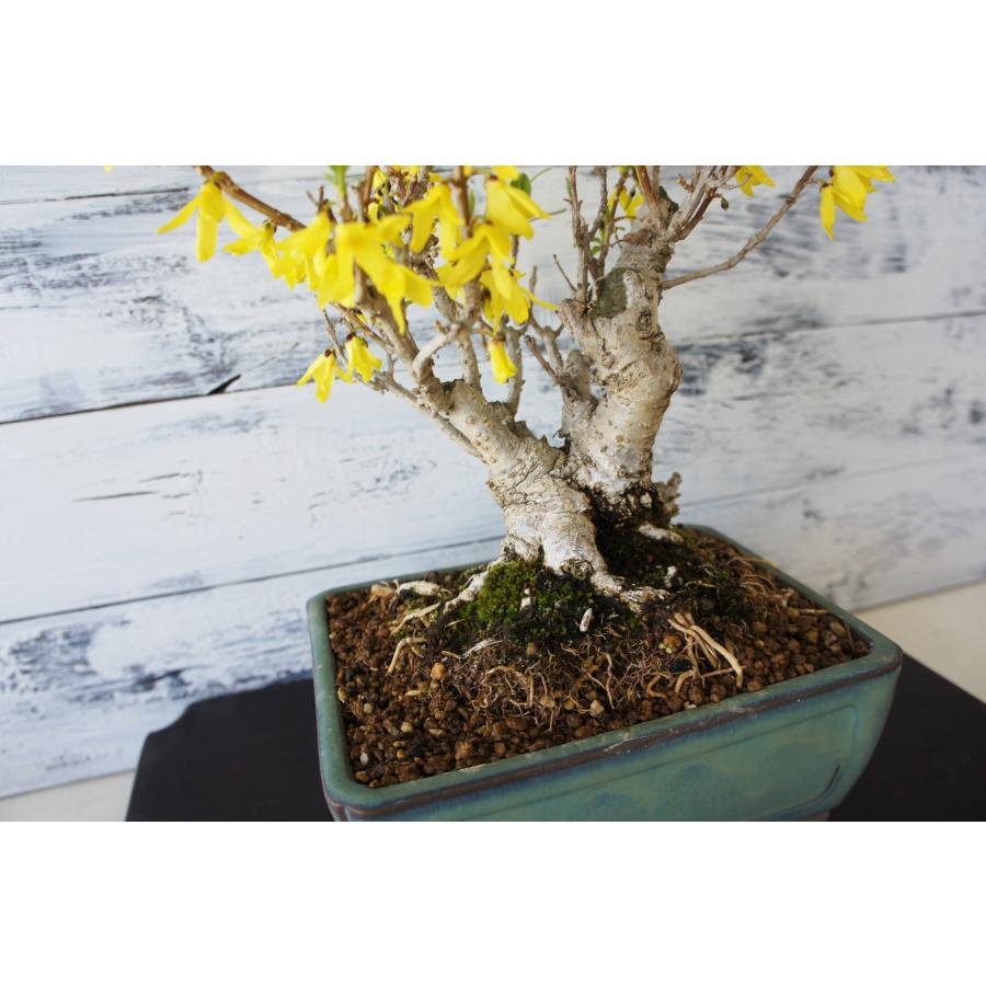 盆栽 『蝋梅』 和風 インテリア 観葉植物 花 オブジェ 送料無料 b208 盆栽 『蝋梅』 和風 インテリア 花 春 園芸 ガーデニング おしゃれ
