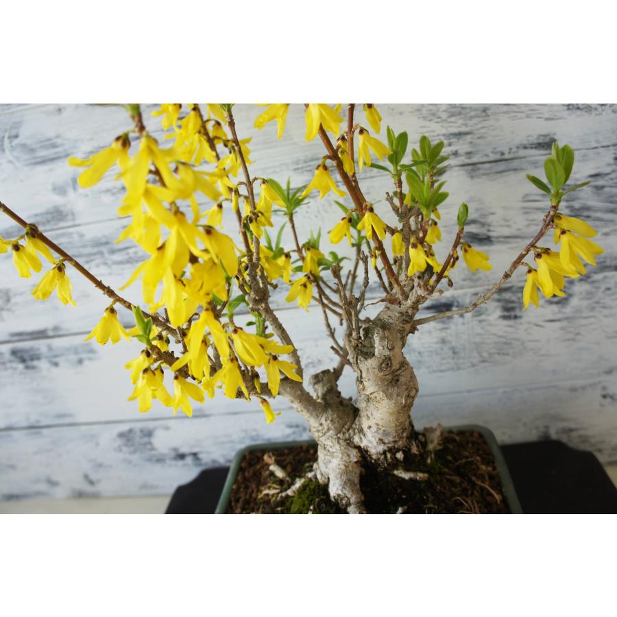 盆栽 『蝋梅』 和風 インテリア 観葉植物 花 オブジェ 送料無料 b208 盆栽 『蝋梅』 和風 インテリア 花 春 園芸 ガーデニング おしゃれ