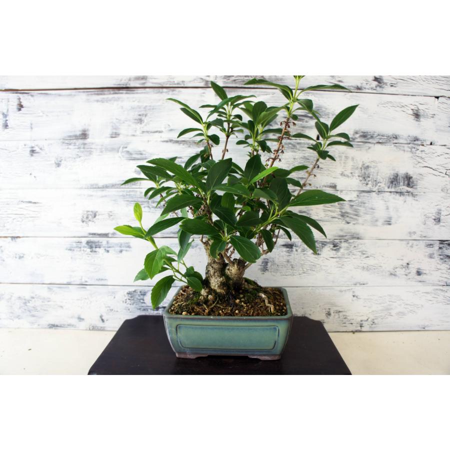 盆栽 『蝋梅』 和風 インテリア 観葉植物 花 オブジェ 送料無料 b208 盆栽 『蝋梅』 和風 インテリア 花 春 園芸 ガーデニング おしゃれ