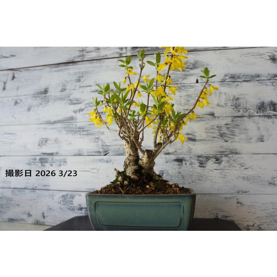 盆栽 『蝋梅』 和風 インテリア 観葉植物 花 オブジェ 送料無料 b208 盆栽 『蝋梅』 和風 インテリア 花 春 園芸 ガーデニング おしゃれ